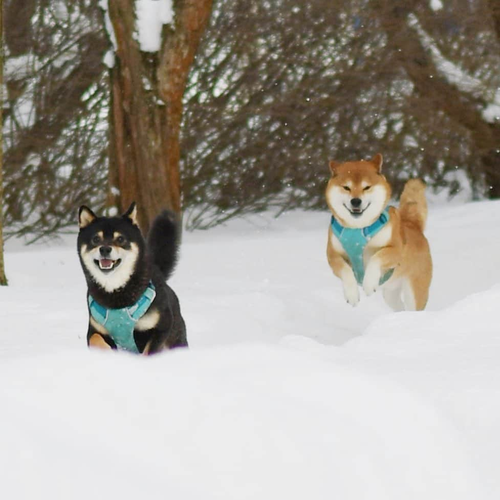 ?Fricko the Shiba Inu?さんのインスタグラム写真 - (?Fricko the Shiba Inu?Instagram)「Wish we have snow all year around, so doggos could be this happy furever 😘😆  🐾 🐾 #FrickoandKeaton #🐶 #☀️ #shiba #shibainu #dog #柴犬 #赤柴 #黒柴  #adorable #shibalove #shibaholics  #dogoftheday  #weeklyfluff #aww #dogstagram  #dogscorner #puppiesofinstagram #shibapuppy #shibastagram」2月8日 21時38分 - umigiva