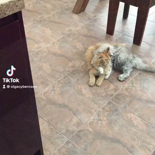 МейнКун MaineCoon Питомникのインスタグラム