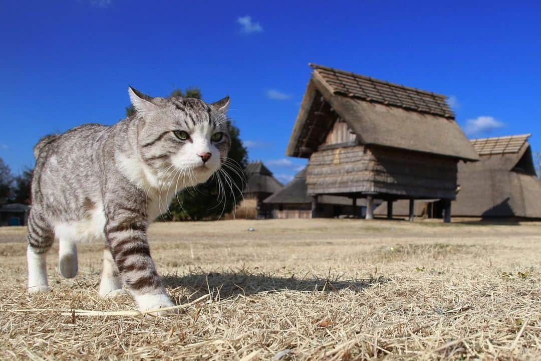 Nyankichi Noranekoさんのインスタグラム写真 - (Nyankichi NoranekoInstagram)「弥生時代にタイムスリップしてパトロールしてみたにゃり⏰😸  佐賀県神埼郡には、弥生時代最大の遺跡「吉野ヶ里遺跡」があり、弥生時代700年間の移り変わりを知ることができ、日本の古代の歴史を解き明かす上で極めて貴重な資料や情報が集まっていますにゃりよ😸 ※特別な許可を得て撮影しています📸  時光倒流到彌生時代試一下巡邏喵哩⏰😸 在佐賀縣的神埼郡，有一個彌生時代最大的遺跡「吉野之里遺跡」，能夠認識到彌生時代700年之間的變遷，說明日本古代的歷史之上，聚集了極度珍貴的資料及情報😸 ※得到特別許可進行拍攝📸  I was stepping back in Yayoi period and trying patrol meow ⏰😸 In Kanzaki Gun, Saga Prefecture, there is one of Japan's largest moat-enriched village and ancient ruins site  of Yayoi period 「The Yoshinogari Ruins」, which recognizes the changes of 700 years covering the Yayoi period, proves the history of ancient Japan  and provides the extremely valuable information and intelligence 😸 ※ Special permission on photography is obtained 📸  #猫 #고양이 #แมว #貓 #кошка #qata #chat #ニャンスタグラム #にゃんすたぐらむ #gato #喵星人 #ねこ部 #旅猫 #動物 #ねこのきもち #ニャン吉 #kawaii #保護猫 #イケニャン #japan #猫写真 #ねこ #mèo #kucing #ネコ #旅貓 #弥生時代 #佐賀 #saga #吉野ヶ里遺跡」2月8日 21時47分 - noraneko_nyankichi