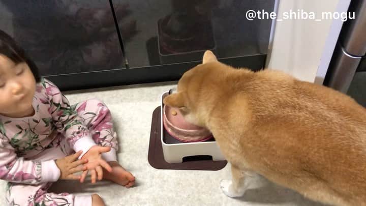 Moguのインスタグラム：「. 最近のもぐのご飯タイムはこんな感じなの。 #家族総出で上げ膳据え膳 #ベビ子分は食べ終わるまで見守ってくれる #こぼれたフードを拾ってくれる #フードを食べ終わるとデザートのヨーグルトを飼い主に要求してくれる #なぜか犬さんと呼ばれる #距離を感じる . @the_shiba_mogu  #柴犬 #shibainu #shiba#赤柴 #redshiba#犬 #dog#しばいぬ#nannydog#犬と子供#子供と犬#柴犬と子供#柴#赤ちゃんと犬#犬と赤ちゃん#柴犬と赤ちゃん#赤ちゃんと柴犬#柴犬のいる暮らし#子守犬」