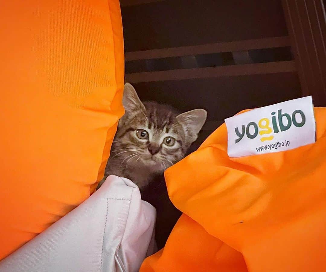 小林直己さんのインスタグラム写真 - (小林直己Instagram)「yogiboの#宣伝担当ネコ🐱💡 優秀🤦  This kitty is very good at promoting of #yogibo 🐈   #僕が庭に出ると #yogiboロゴのタグの横に隠れて顔を出します #暖かくなったらまたどこかに旅に出るのかな #猫ログ」2月8日 21時59分 - naokikobayashi_works