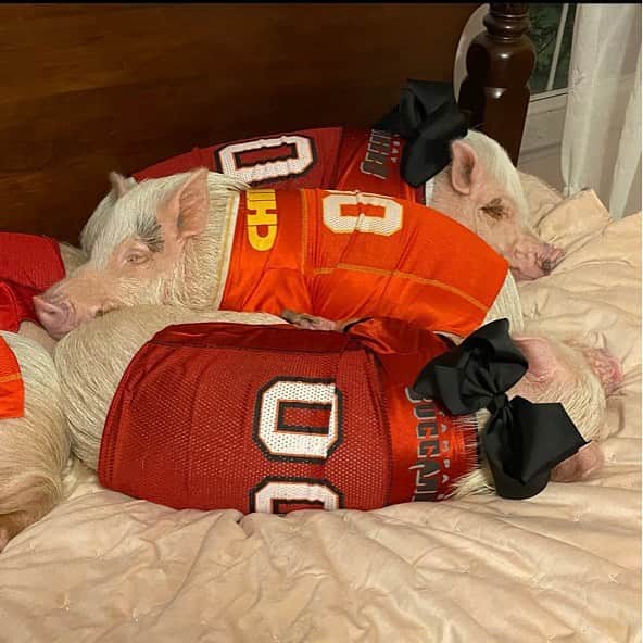 Priscilla and Poppletonのインスタグラム：「Penn was so piggy disappointed his team lost last night, so me and Posey surrounded him in love and cuddled him to the Cheerio Castle in our dreams. Penn will always be a winner to us!🐷🏈#superbowl #tampabaybuccaneers #kansascitychiefs #PiggyPenn #PrissyandPosey」