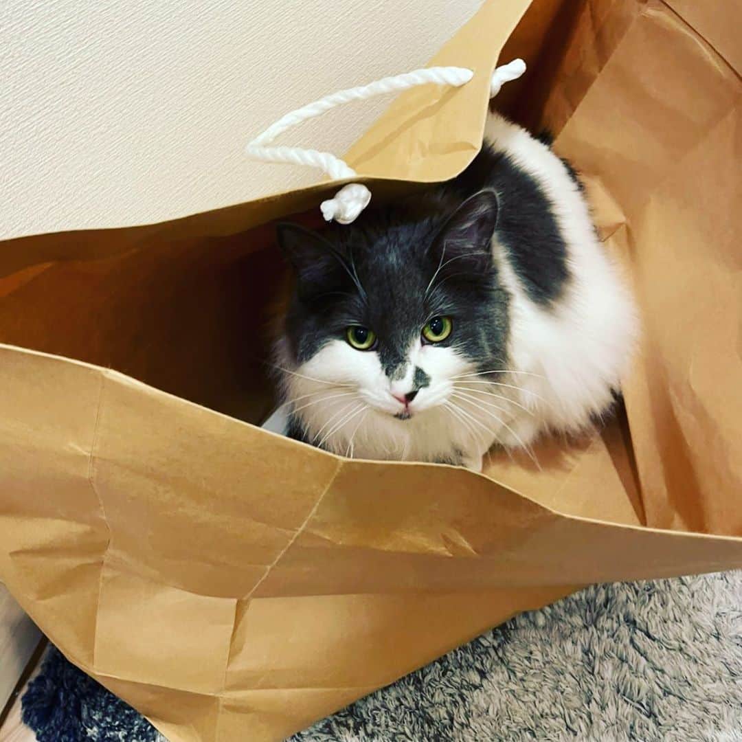 白又敦のインスタグラム：「袋とか段ボール入りがち。  #cat #catstagram #にゃんすたぐらむ #にゃんこ #ねこすたぐらむ #ネコ好き #ねこのいる生活 #のるうぇーじゃんふぉれすときゃっと #ノルウェージャンフォレストキャット #ねこすきさんと繋がりたい」