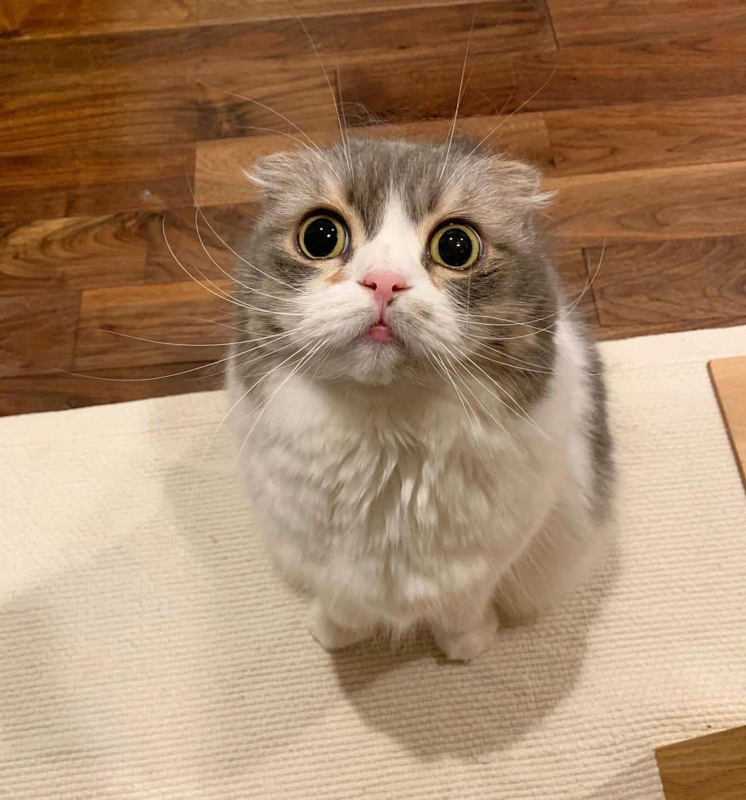 こま♔そらのインスタグラム：「そら sora🐾　2021.2.8 . ふくろう🦉みたいだね〜😂 . . owl? . #peco #ペコねこ部 #スコティッシュフォールド #scottishfold#neko#cute#cat#ねこ#猫 #ネコ#meow #catstagram#catsofinstagram #instagram #cats_of_instagram #kitty  #もふもふ #kawaii #adorable #fllufycat #bestmeow #bestcats_oftheworld」