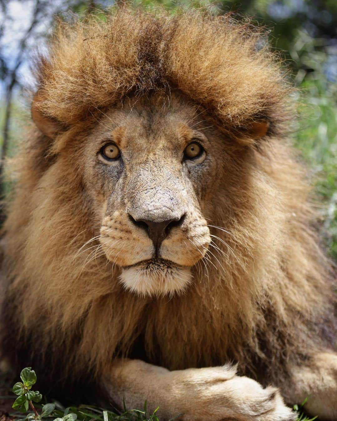 Kevin Richardson LionWhisperer さんのインスタグラム写真 - (Kevin Richardson LionWhisperer Instagram)「The look I get when I wake up and realize it’s Monday. At least the rain seems to have pushed off and we’re getting some sunshine. The lions are also the cleanest they’ve been in months with hairdos that look like they’ve just been to the nearest salon for a blow dry and tease.」2月8日 22時35分 - lionwhisperersa