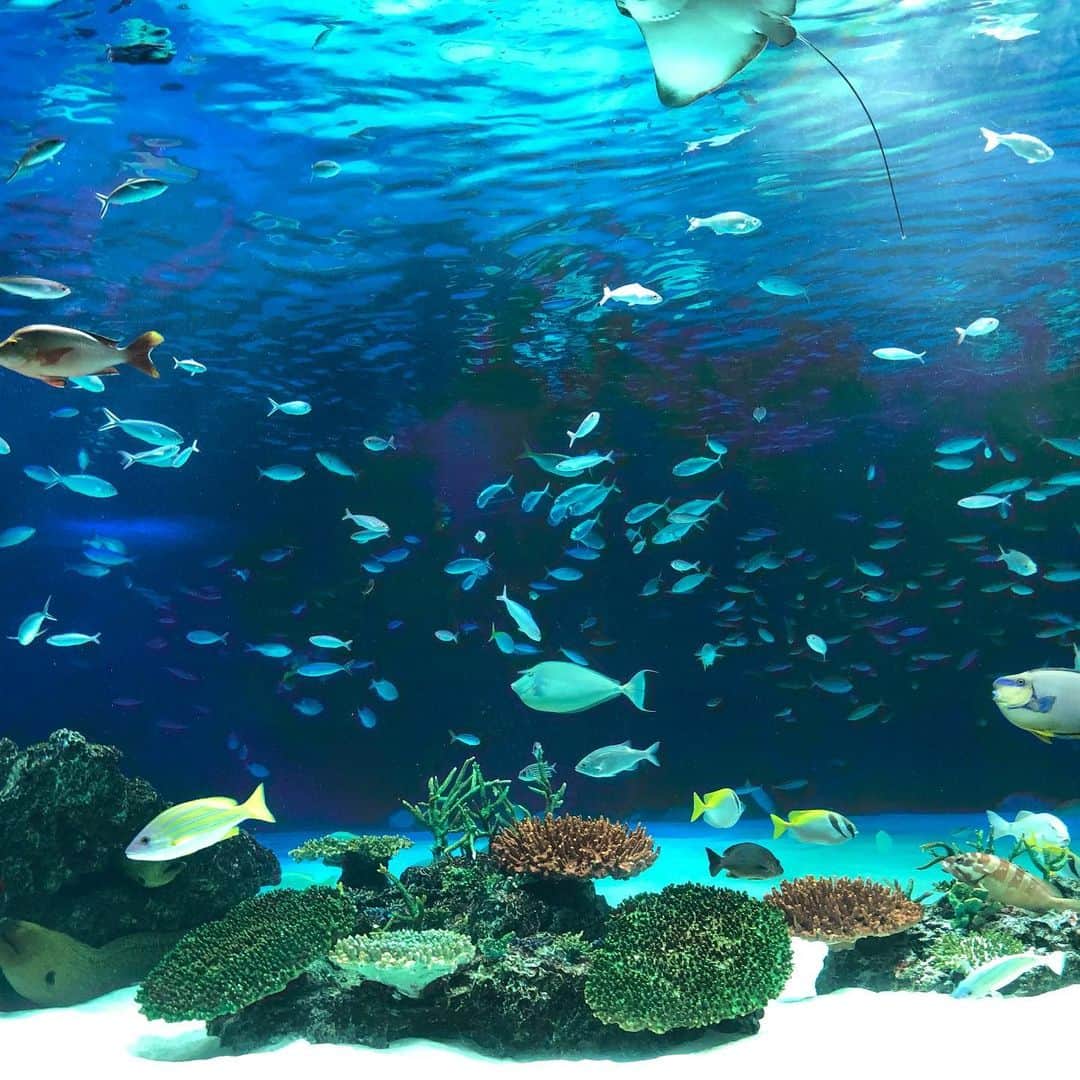 大出佐智子のインスタグラム：「大好きなお友達と今日も水族館🐠 精一杯知ってる言葉を並べて、大きいね！小さいね！黄色！ピンク！fish!fish!と教えてくれながら賑やかに楽しく巡ります☺️バイバイする時の寂しそうな2人の表情にキュンてなる💓それだけ今日も楽しく一緒にあそべた証、またすぐ会えるよ😉#サンシャイン水族館 #aquarium #playdate #子供の遊び場」