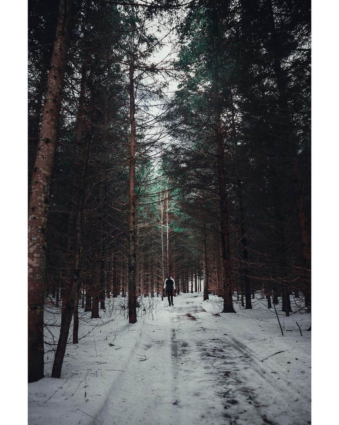 instagoodのインスタグラム：「@tv_photographer tv_photographer There’s a ton of deer in that forest🦌!  I can’t wait to go there at 4h - 5h AM to take nice photos of them!」