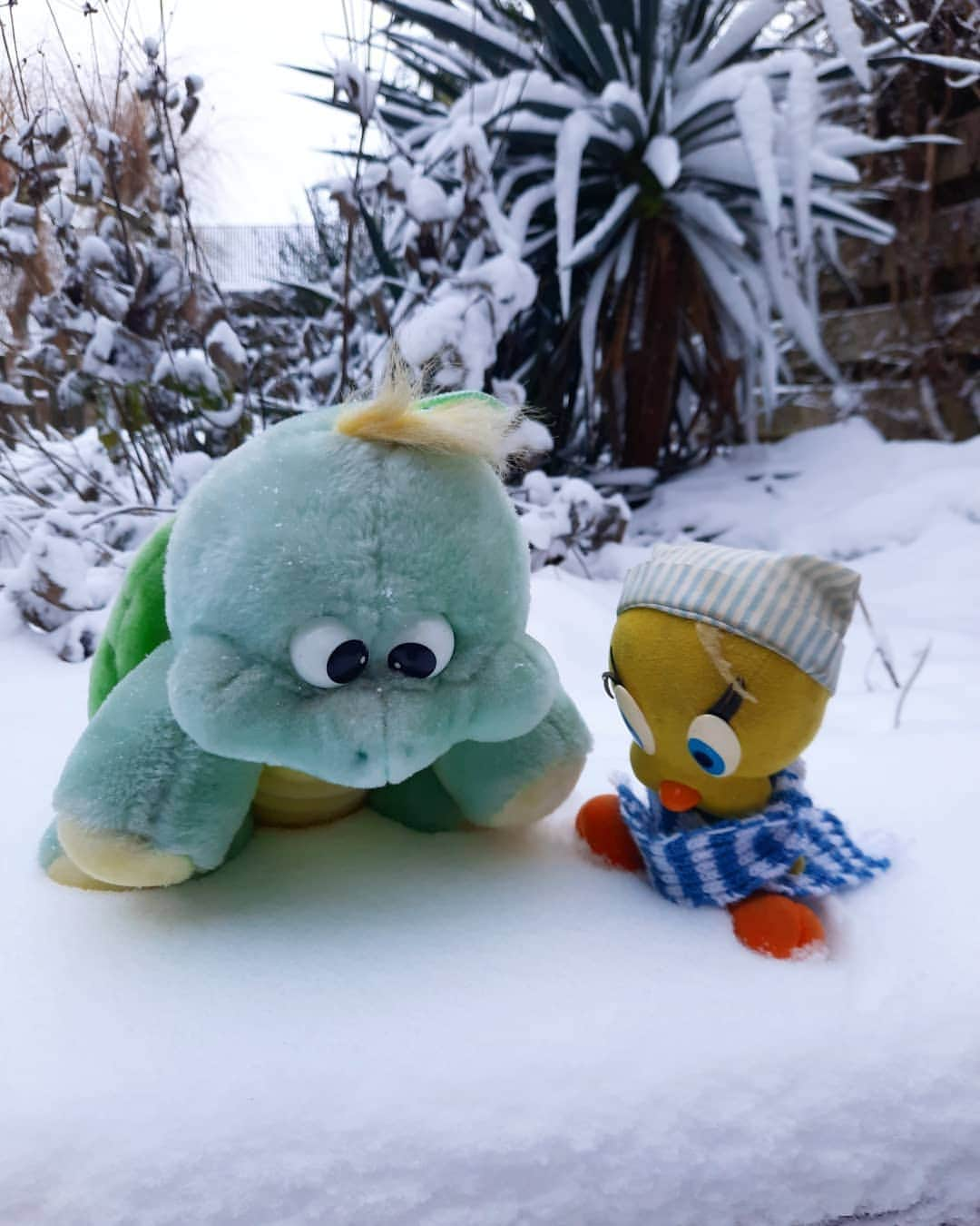 Little Yellow Birdさんのインスタグラム写真 - (Little Yellow BirdInstagram)「I know, Jodocus, I know! SNOW!! And lots of it!!! #littleyellowbird #tweety #tweetykweelapis #adventures #yellow #bird #jodocus #greenturtle #iknowjodocus #monday #mondaymood #snow #winter #february #winterweather #winterwonderland #whiteworld #stuffedanimalsofinstagram #plushiesofinstagram」2月8日 22時54分 - tweetykweelapis