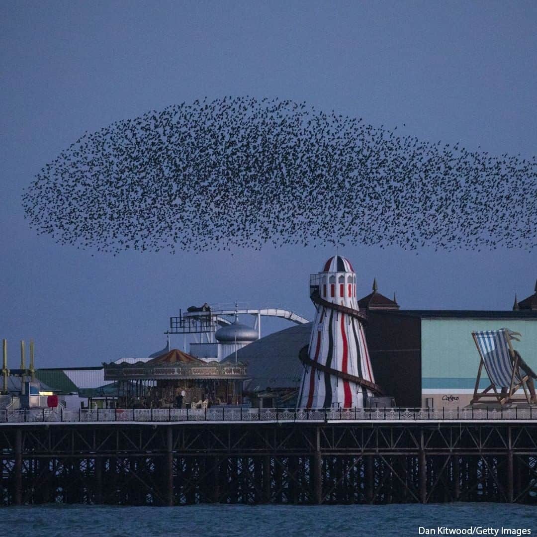 ABC Newsさんのインスタグラム写真 - (ABC NewsInstagram)「Starlings murmurate over Brighton Palace Pier as they come in to roost in Brighton, England.  #starlings #murmuration #brighton #wildlife」2月8日 23時00分 - abcnews
