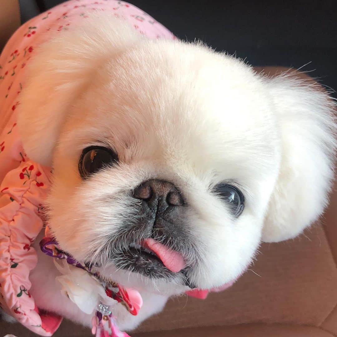 こなつのインスタグラム：「おやすみにーず🍒💓」
