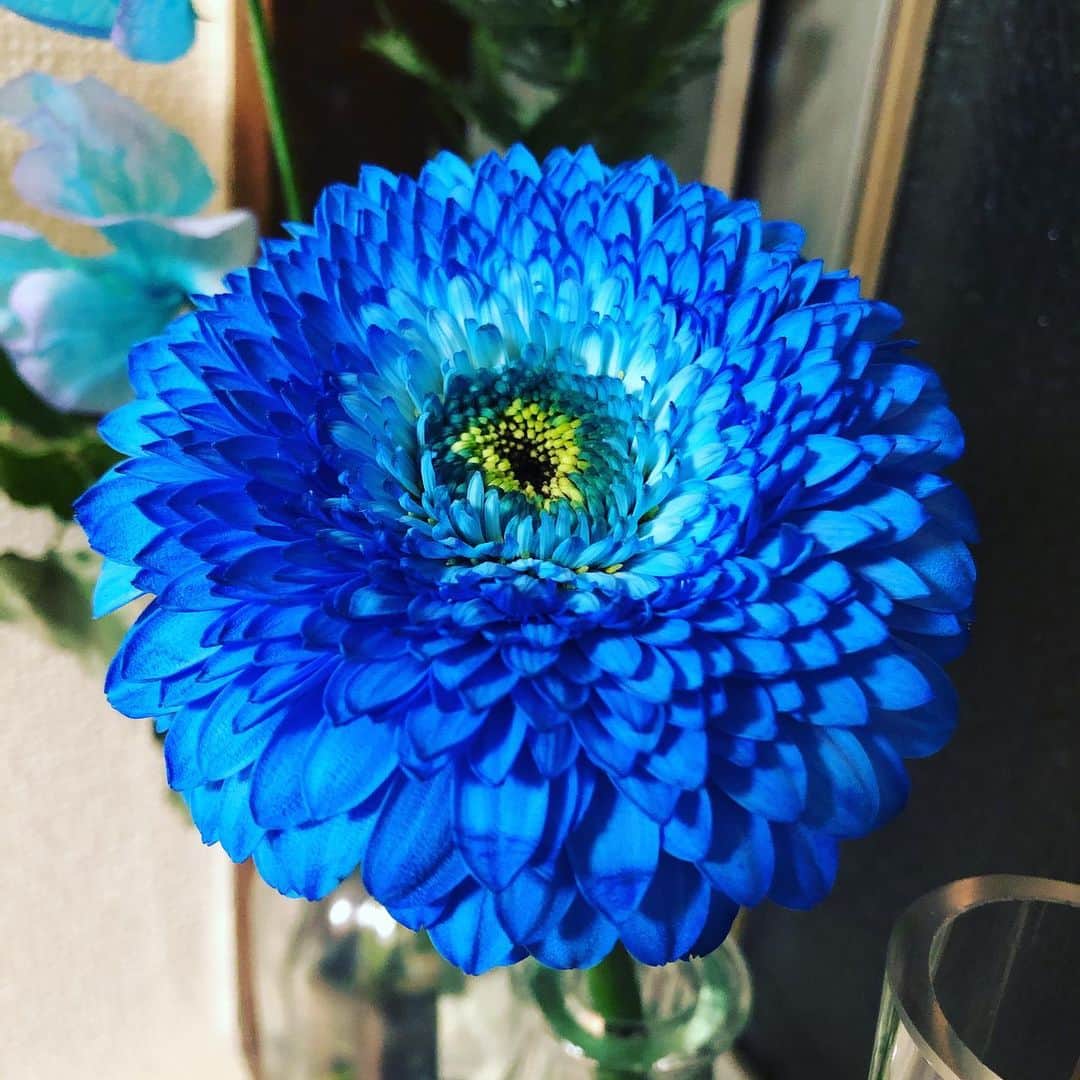白珠イチゴさんのインスタグラム写真 - (白珠イチゴInstagram)「アスター。 ドイツの花占いで使うやつらしいよ。 かわいい。 そういえば、どちらにしようかなっていうのも卜術に当たるのかな。  #ハナノヒ  #日比谷花壇  #ハナノヒチャレンジ  #観葉植物 #観葉植物インテリア  #観葉植物のある暮らし  #花 #花のある暮らし  #アスター #flower  #flowers  #flowerstagram  #ミモザ #アカシア #ヘデラ  #アイビー #西向きの窓  #キッチン  #キッチンインテリア  #36歳  #36歳独身  #一人暮らし #一人暮らし部屋  #一人暮らし女子  #一人暮らしインテリア  #丁寧な暮らし  #占い師  #占い師の日常」2月8日 23時15分 - shiratamaichigo