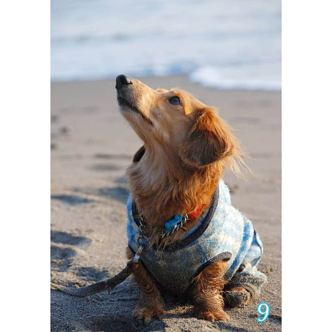 ?モデル?大地?のインスタグラム：「♪🐾2021*2*8🐾 . 🌊海散歩に行くと楽し過ぎて😆 いつも砂だらけ🎶😂😂😂 . .  . . 📷2014年1月 . . 🐾🐾🐾🐾🐾🐾🐾🐾🐾🐾🐾🐾🐾🐾 . #大地#大好き#だいすき #いつも一緒#ずっと一緒 #大地なしでは生きて行けませんw #いぬ#イヌ#犬#わんこ . #ワンコ#愛犬#いぬばか部 #犬バカ部#いぬら部#いぬすたぐらむ #犬のいる暮らし#pecoいぬ部 #散歩#お散歩 . #横浜#yokohama#神奈川#kanagawa #ミニチュアダックスフンド#ミニチュアダックス #ダックスフンド#ダックス #過去pic#9」