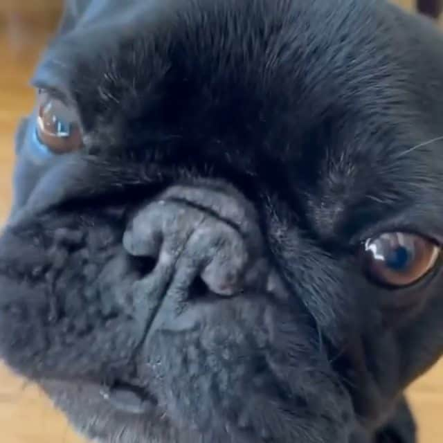 French Bulldogのインスタグラム