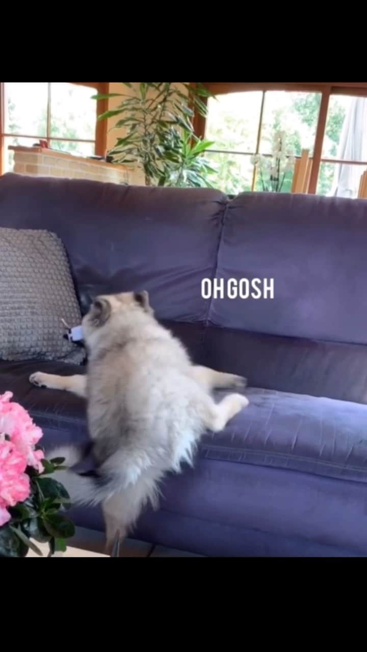 DogsOf Instagramのインスタグラム：「“Mondays be like...anyone else on the stuggle bus today?”— @arkothekeeshond   #dogsofinstagram #forfluffssake #mondaymotivation #youcandoit #strugglebus #puppiesofinstagram」