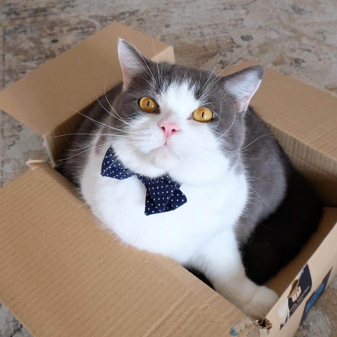 catinberlinのインスタグラム：「Your prime delivery of cuteness has arrived. 😅❤️📦 www.catinberlin.com」