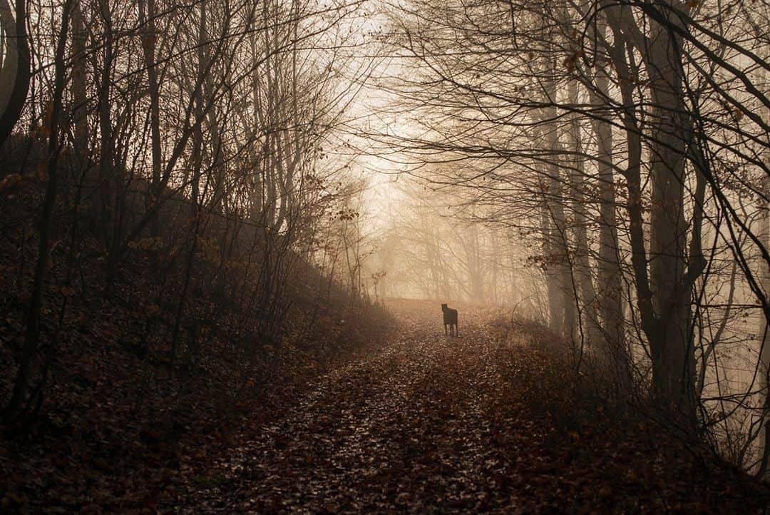 ライカさんのインスタグラム写真 - (ライカInstagram)「Muma Paduri – Joan Alvado (@joanalvado) with the #LeicaM   In eastern Serbia, where the belief of magic is still very much alive, Joan Alvado set off with the Leica M (Typ 240) in search of traces of Muma Paduri, the Mother of the Woods. See more via the link in our bio and let your fantasy run wild....  #LeicaCamera #Leica #🔴📷」2月9日 0時00分 - leica_camera