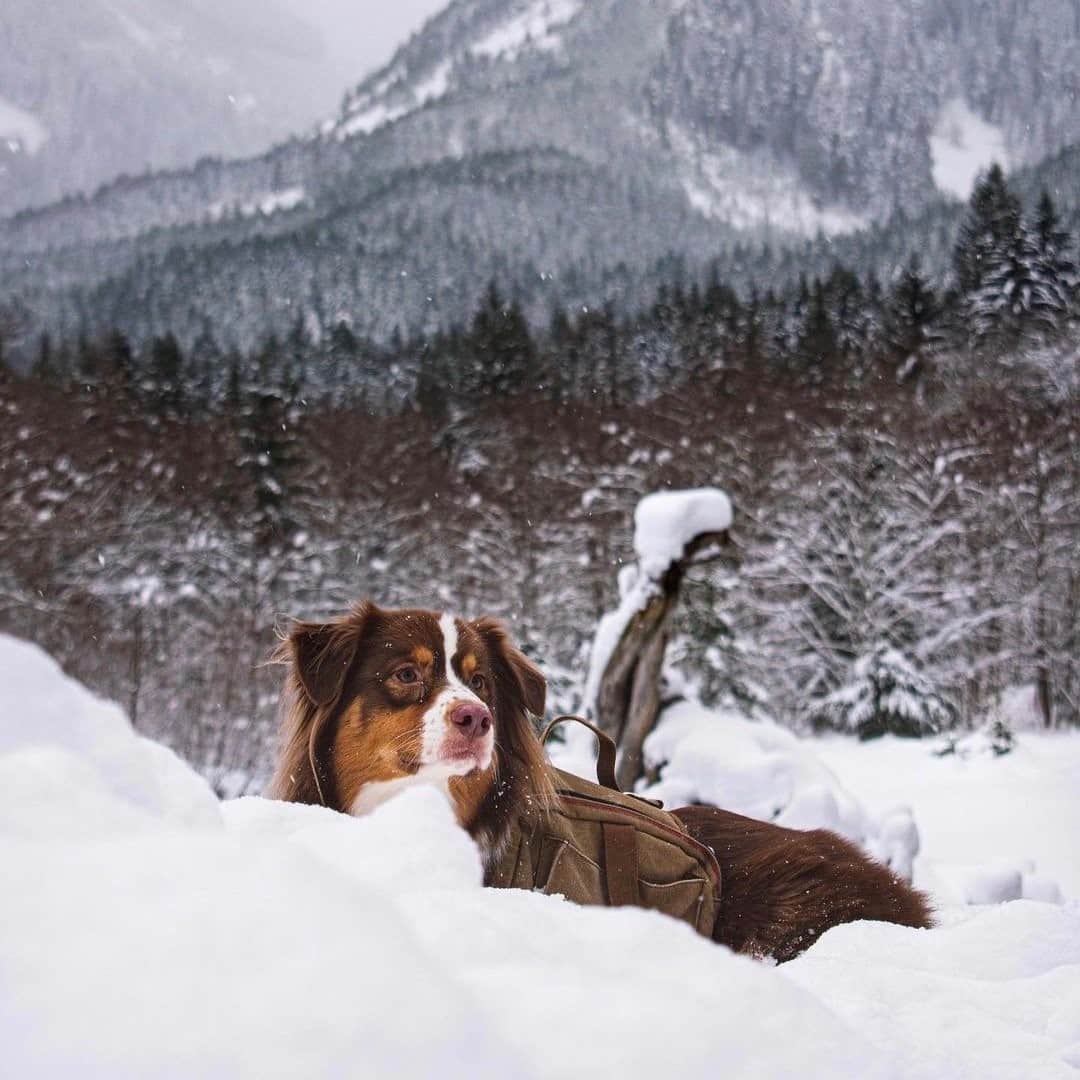 REIのインスタグラム：「Winter is more fun with a furry friend. Keep them happy all season long with these tips. Click on link in the bio to learn more.  Photo: @brucethedawg_」