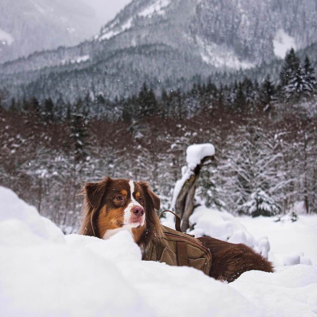 のインスタグラム：「Winter is more fun with a furry friend. Keep them happy all season long with these tips. Click on link in the bio to learn more.  Photo: @brucethedawg_」