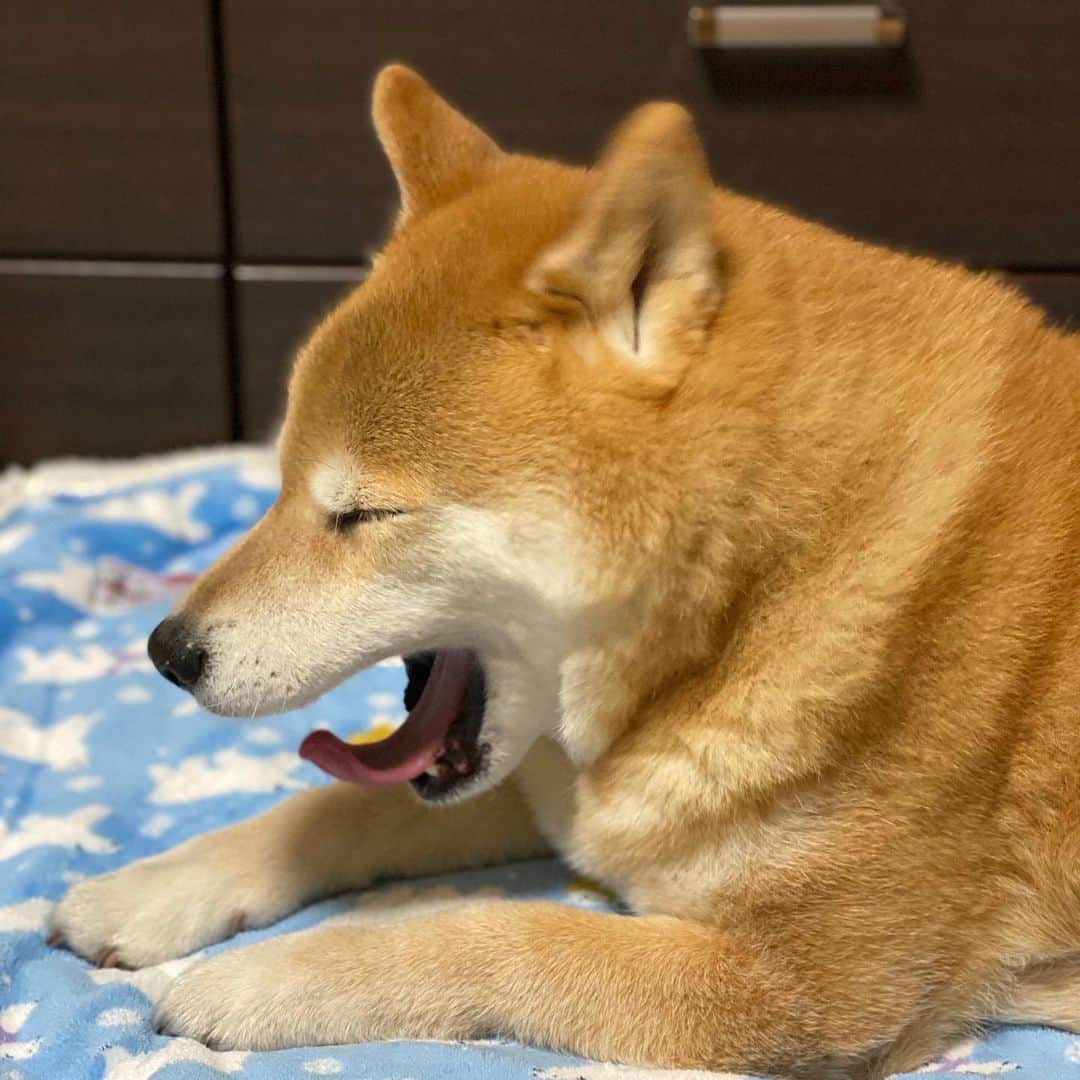 まる（まるたろう）のインスタグラム：「Good night!✨🐶💤✨また明日会おうね〜 #誰か起こして #パパがお寝坊するから #起きねーんだあいつ #ったく」