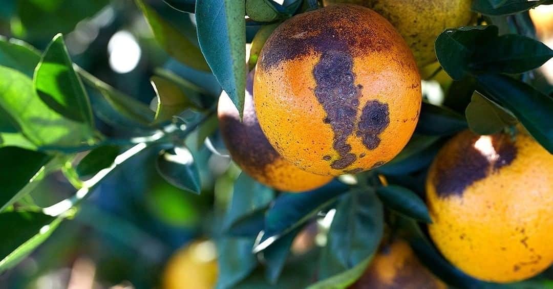 のインスタグラム：「The size of a sesame seed, a single #AsianCitrusPsyllid can infect an entire orange grove with Citrus Greening Disease (#HLB) and produce 30 generations in just one year. HLB is devastating groves around the globe. It’s much more than our morning glass of orange juice at risk, however.   Without more innovative and affordable solutions, HLB could completely wipe out the citrus industry. Can science #saveourcitrus? Bringing together leading scientists from academia and the private sector is showing great promise in developing innovative and more affordable solutions that can slow down or eradicate citrus greening altogether – a ray of hope to ensure citrus growers’ livelihoods, so that fresh citrus can continue to be a fixture on dining tables around the world.」