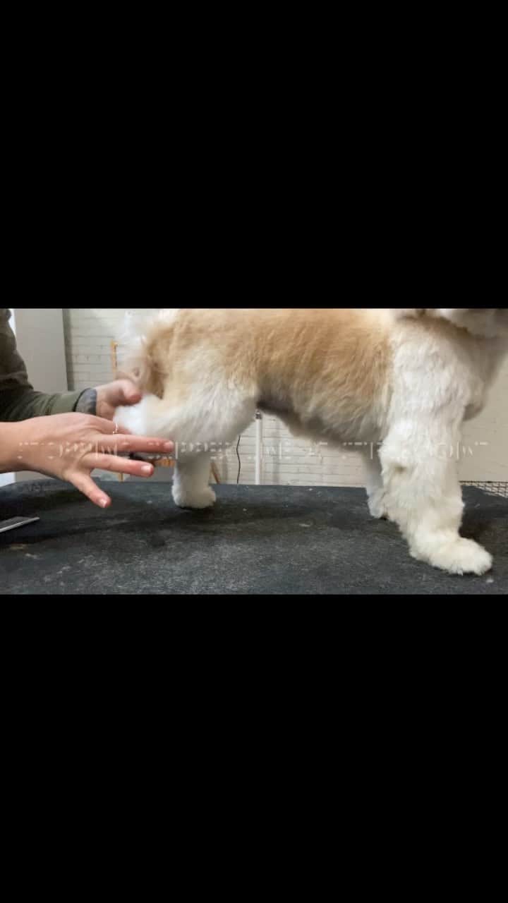 Dogs by Ginaのインスタグラム：「Shih-tzu legs (uggs) with @cash.tzu demonstrated by Gina Grant.」