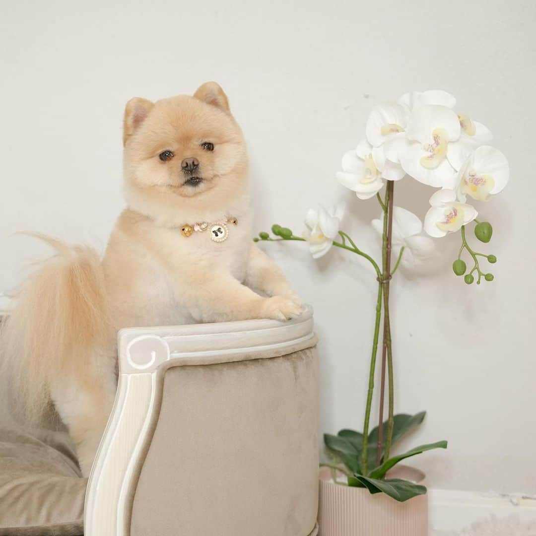 むじさまさんのインスタグラム写真 - (むじさまInstagram)「@delilux.petfurniture」2月9日 0時43分 - mujisama