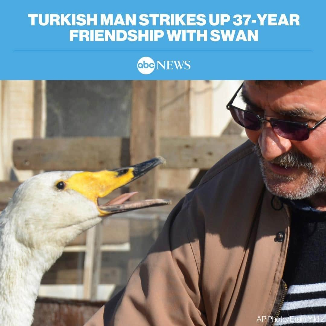 ABC Newsさんのインスタグラム写真 - (ABC NewsInstagram)「“We got used to each other. We never separated.”⁠ ⁠ An unusual friendship between a Turkish man and a swan he rescued has endured for decades after retired postman Recep Mirzan found Garip, a female swan, 37 years ago in Turkey’s western Edirne province. MORE AT LINK IN BIO. #swan #animals #friendship」2月9日 0時46分 - abcnews