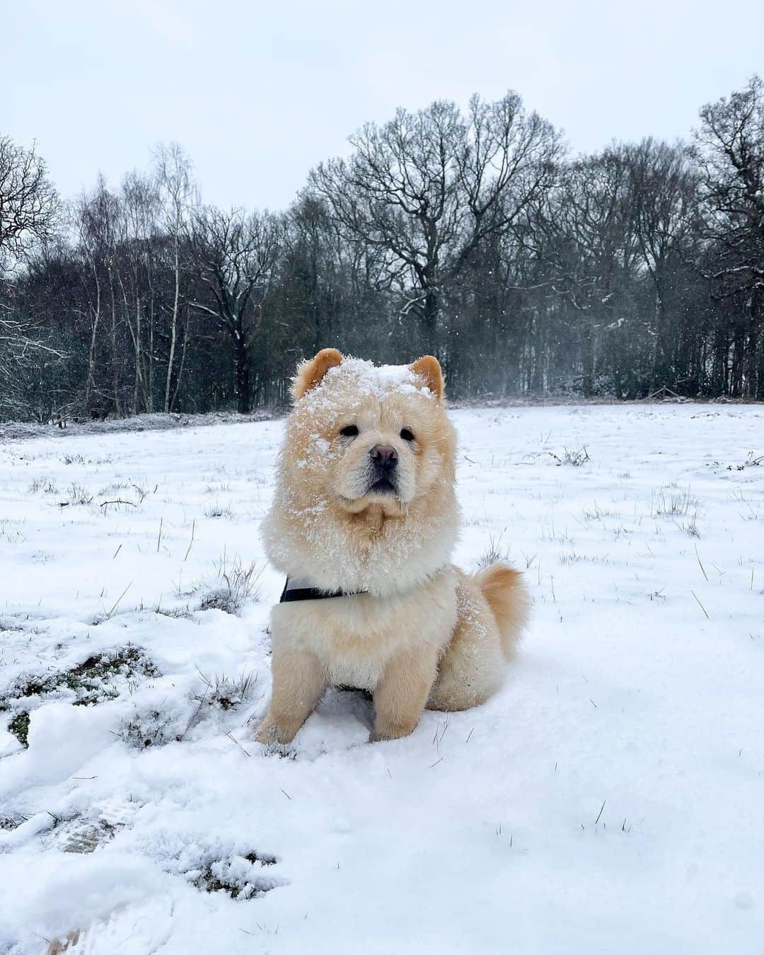 ファーン・マッキャンさんのインスタグラム写真 - (ファーン・マッキャンInstagram)「Snow day ❄️☃️🌨. ___________________________________________ Absolutely fudged it wearing white boots 🙄. Snow does not irradiate the slushy mud!! Lovely little socially distanced walk with the birthday girl @ellisransonx with baileys hot chocolate ☕️🍫.」2月9日 0時50分 - fernemccann