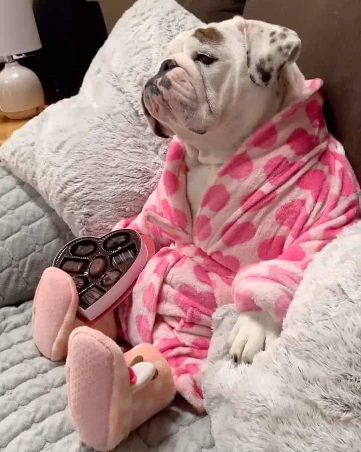 Bodhi & Butters & Bubbahのインスタグラム：「Fun fact: bulldogs make the best Valentine 💝  . . . . . 📸 @eggnogthebulldog #bulldog #love #valentines #day #2021 #cute #puppy #bestoftheday #bulldogsofinstagram #smile #sweet #baby #puppylove #positivevibes #valentine #dog #mom #life #chocolate #funny」