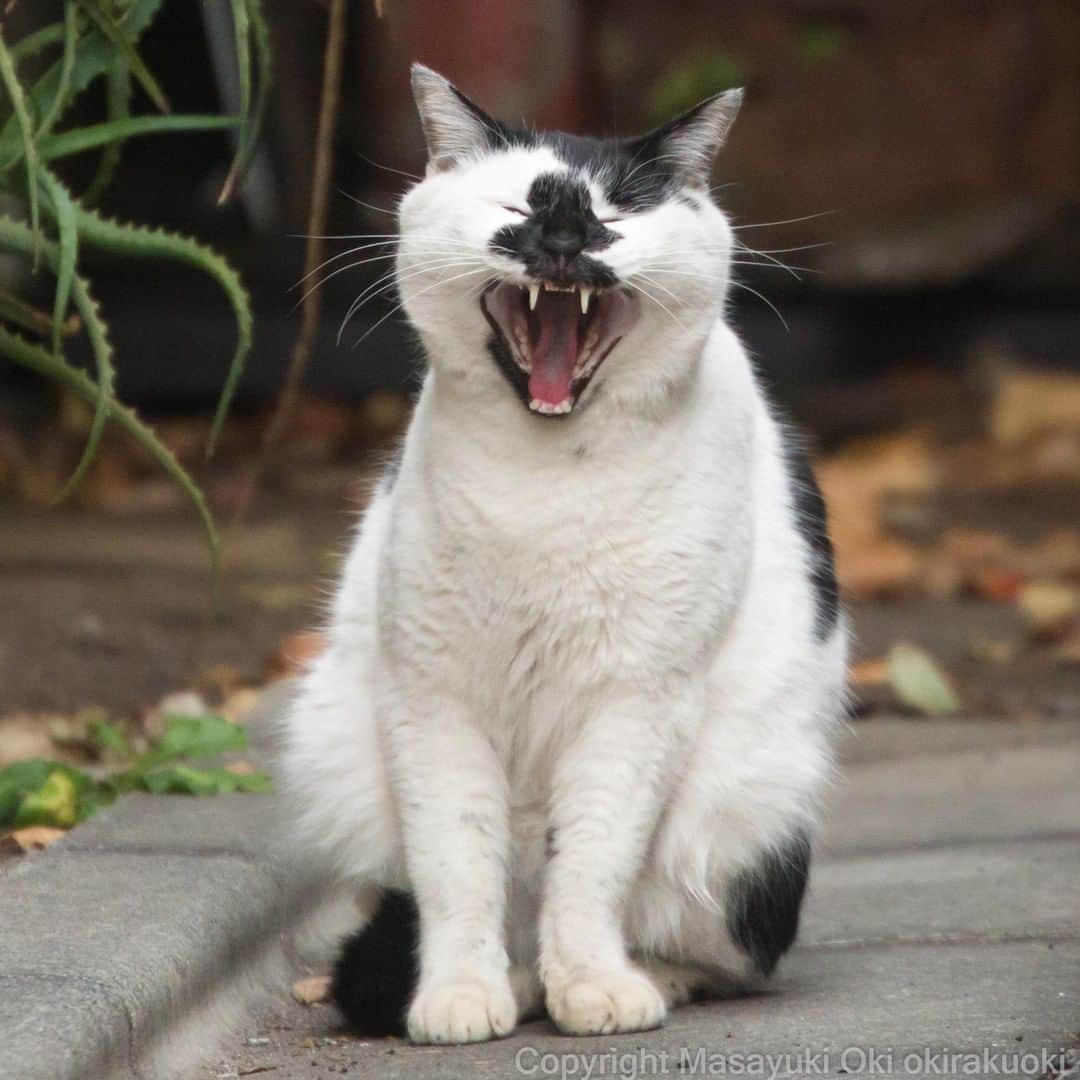 Aww Clubさんのインスタグラム写真 - (Aww ClubInstagram)「Smile 😬  📷@okirakuoki  #meowed #okirakuoki #猫写真家 #沖昌之 #😬 #canon  #japan #🇯🇵」2月9日 1時00分 - meowed