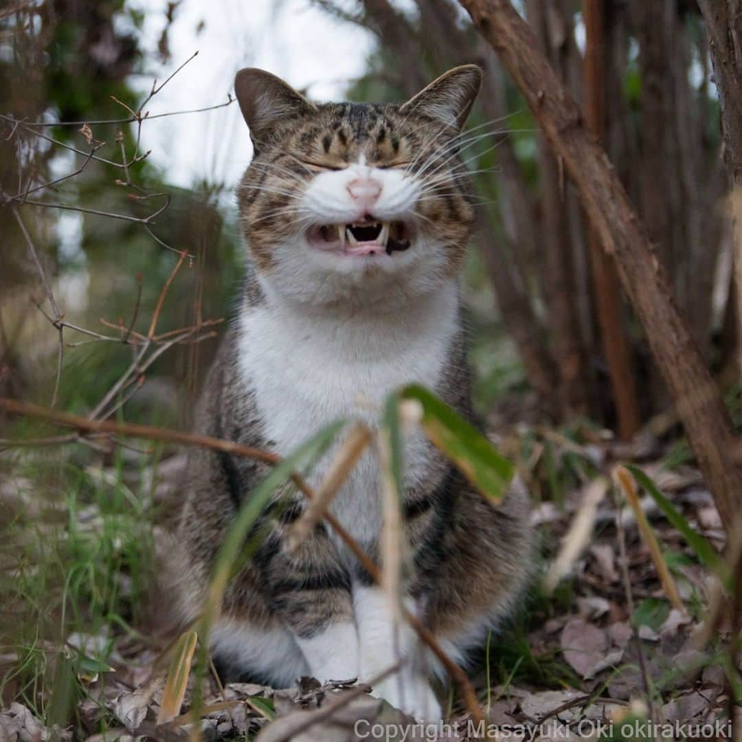 Aww Clubさんのインスタグラム写真 - (Aww ClubInstagram)「Smile 😬  📷@okirakuoki  #meowed #okirakuoki #猫写真家 #沖昌之 #😬 #canon  #japan #🇯🇵」2月9日 1時00分 - meowed