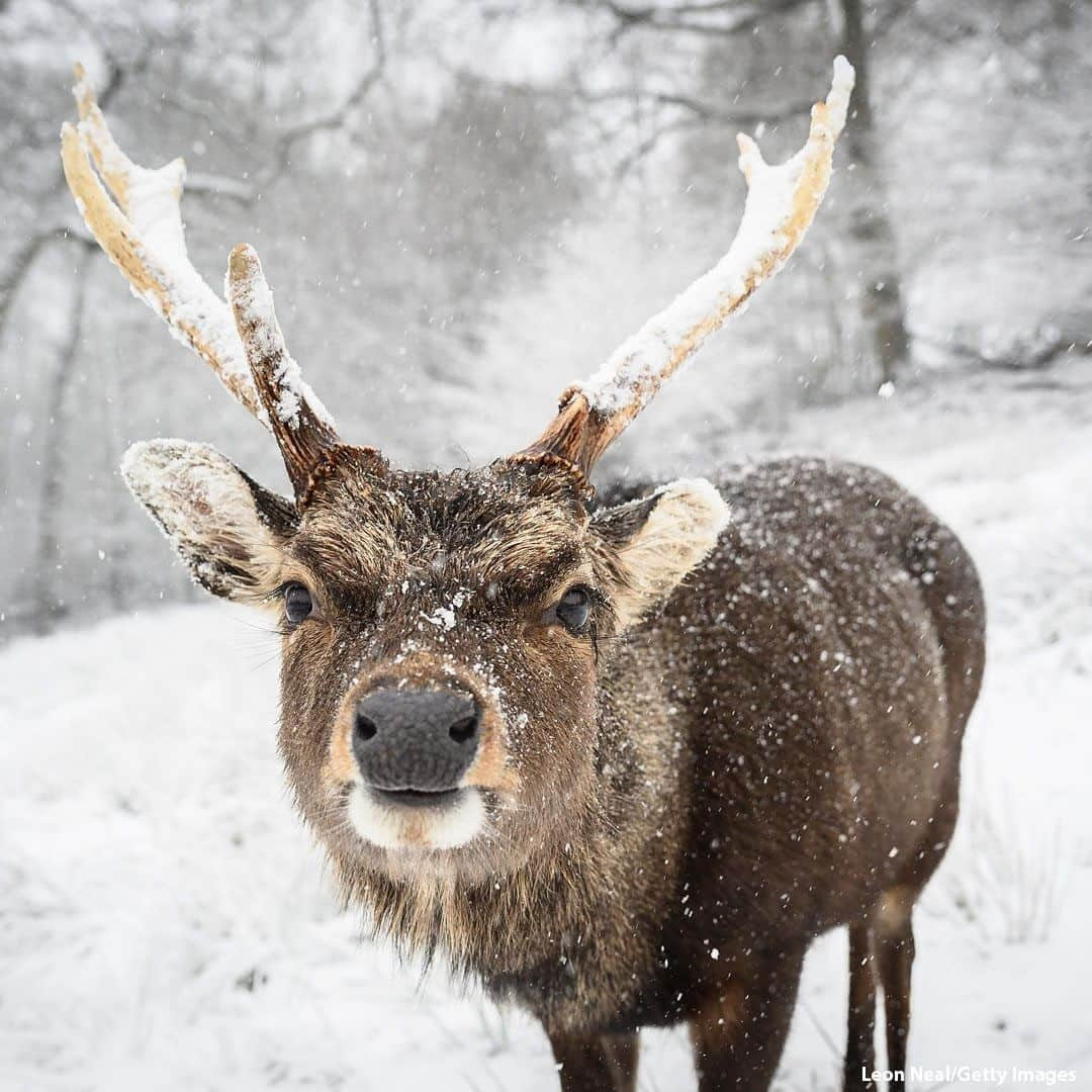 ABC Newsさんのインスタグラム写真 - (ABC NewsInstagram)「A deer is seen in the snow on Knole Park in Sevenoaks, England. Heavy snow in Scotland and South East England kick start a week of freezing temperatures across many parts of the U.K.  #deer #snow #wildlifephotography」2月9日 1時01分 - abcnews