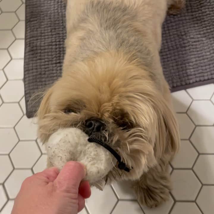 Dougie the Shih Tzuのインスタグラム：「Monday.」