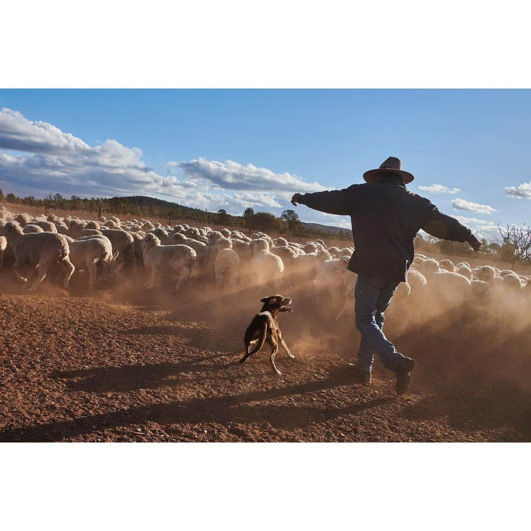 スティーブ・マカリーさんのインスタグラム写真 - (スティーブ・マカリーInstagram)「This sheepdog helps Ian Fargher herd his sheep in Flinders Ranges, #Angorichina, #Australia, 2018.  #SteveMcCurry」2月9日 6時46分 - stevemccurryofficial