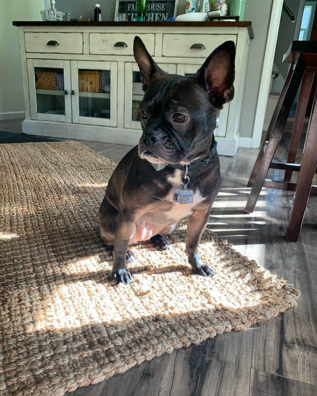 エミリー・スワローのインスタグラム：「Norma Jean Meatballs ❤️  #meatballmonday #findyourlight #waitingforsnacks #frenchtonsofinstagram #frenchton #frenchtonpuppy #dogstagram」