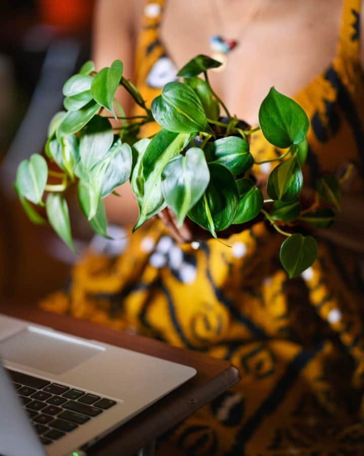 Airbnbのインスタグラム：「Join Haitian-born, Brooklyn-raised host and natural healer, Wynnie, as she shares ancestral and traditional healing methods, inspired by nature. In her Online Experience, you'll learn how to choose the right plants for your home, take care of them and fully unlock their healing potential.   Link in bio to create a healthy, healing space.」