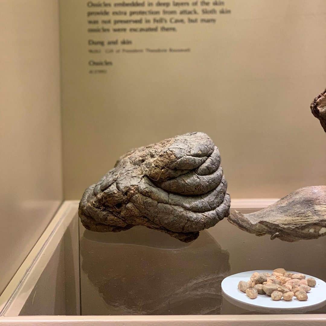 アメリカ自然史博物館のインスタグラム：「On National Poop Day, we share ancient poop!💩 Can you guess which animal made this well-preserved mess? A giant ground sloth! This specimen was found in Mylodon Cave in Chile. Bones of giant ground sloths have been found near early human remains, hinting that ground sloths and early humans used the same caves, though not necessarily at the same time.  Photo: © AMNH」