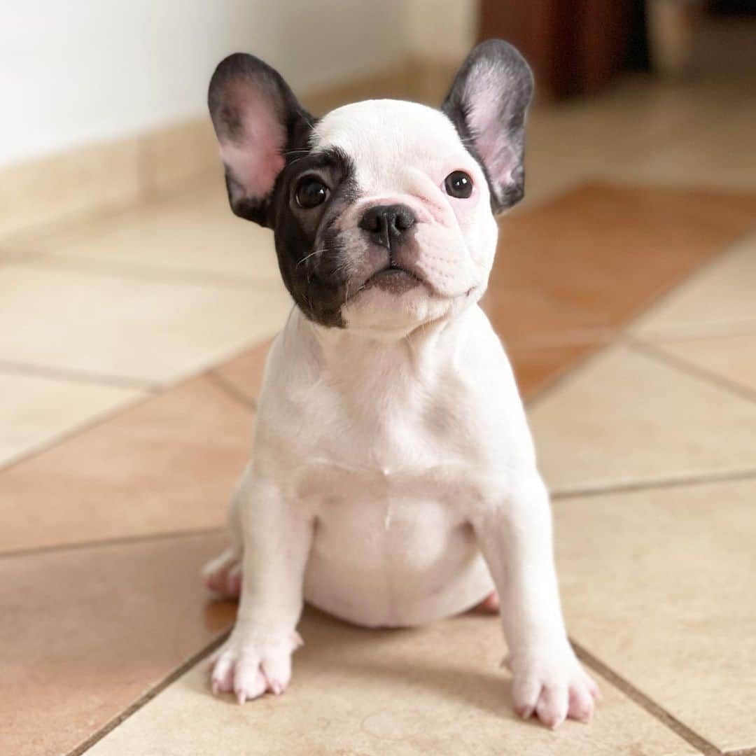 Regeneratti&Oliveira Kennelさんのインスタグラム写真 - (Regeneratti&Oliveira KennelInstagram)「Chanel. Our sweet little princess is available and looking for a forever home. Chanesl is looking forward to meet his new mom and dad 😍 #frenchbulldog #frenchie #puppy」2月9日 2時18分 - jmarcoz