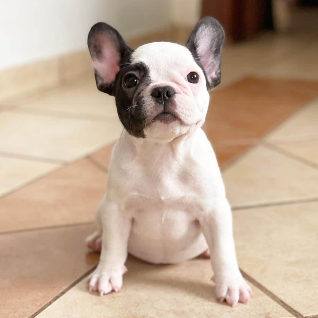 Regeneratti&Oliveira Kennelのインスタグラム：「Chanel. Our sweet little princess is available and looking for a forever home. Chanesl is looking forward to meet his new mom and dad 😍 #frenchbulldog #frenchie #puppy」