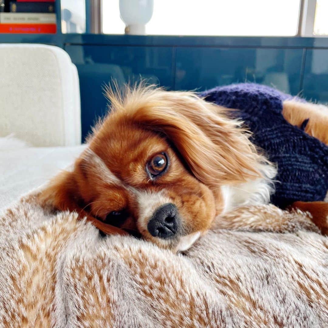 Ilana Wilesのインスタグラム：「After a rough couple of days, Frankie is wagging her tail again and allowed back on the couch. Non dog owners, stop reading now. It’s TMI and pretty boring, but so many people are asking questions and offering suggestions over DMs, I wanted to give an update. Frankie’s got a weak stomach. We give her a probiotic with her food that helps. We don’t feed her any table food and only give very specific treats. Any time something out of the ordinary is ingested, she has an issue. Over the past few days, it’s been really bad to the point we had to quarantine her in the kitchen because let’s just say the 💩 was on the loose. I kept giving her baths but the stink wouldn’t stop because the 💩 wouldn’t stop. I took her to the vet and he said she either ate something rancid, has a parasite or ate an object that’s wreaking havoc on her digestive system. We put her on medication to firm it up and yesterday, she yelped any time you touched her. She was refusing to go out for a walk. Even if I forced her out the door, she wouldn’t budge from the front of our building. Finally I picked her up and walked a block away and she was okay walking back to the apartment. I kept doing that because she would only walk in the direction of home. Normally her whole butt wags when she walks, but she had her tail firmly down and still. 🥺 I think she was afraid to 💩. Then this morning, she seemed happier. She went for a normal walk, had a semi solid 💩, which I scooped up off the dirty, icy sidewalk into a little vial for testing. If any potential pup owners saw me, they would put the kibosh on getting a dog immediately. I took the vial to the vet where there was the funniest line of bundled people (it’s 18° outside!) waiting down the block with assorted animals. Frankie is currently on a boiled chicken and rice diet. I’m also ordering a gastrointestinal diet that the vet recommended. We’ve tried pumpkin before but she won’t eat it plain and if we mix it with her food, she eats around it. DOGS. I love how one day you’re feeding them a cup of dry food and the next you’re mixing wet and dry, crushing probiotics, adding a hip and joint supplement and boiling chicken. Pet ownership is a journey.」