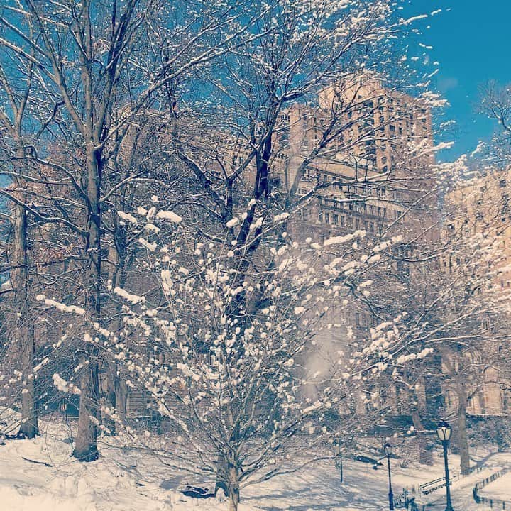 JULIEN D'YSのインスタグラム：「✨Fleurs de glace ❄️❄️❄️#centralpark ce matin #newyork #february8.2021 🌞」