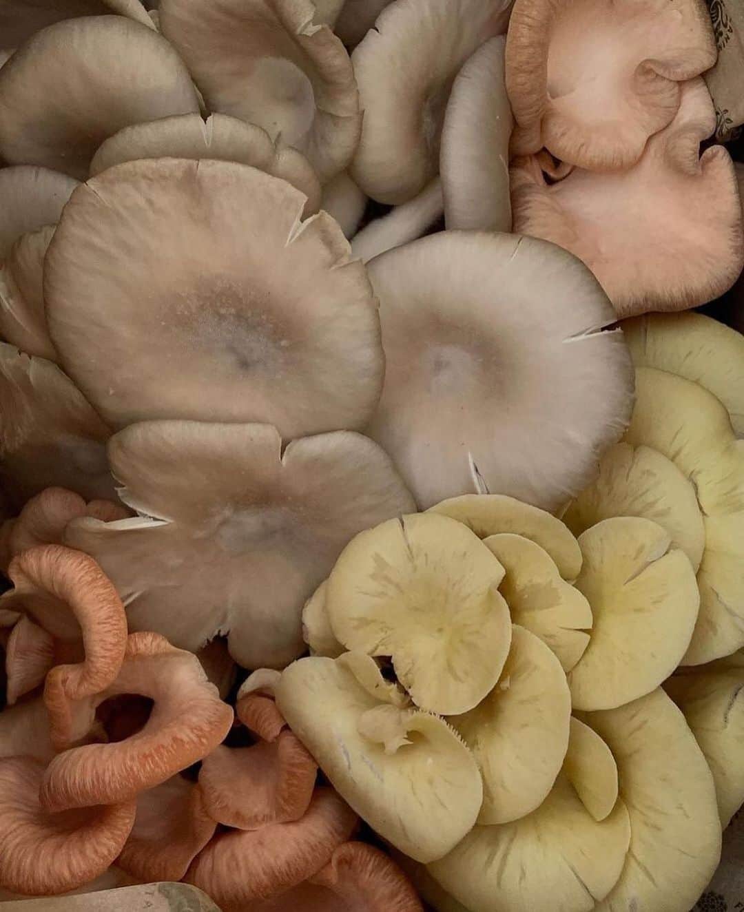 Araksのインスタグラム：「Working out how to grow our own mushrooms ~ #ColorByNature」