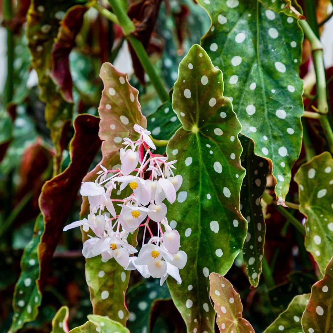 ニューヨーク植物園のインスタグラム：「The Plant Doctor is in! 🌿 . We're taking your home gardening and houseplant challenges and getting our NYBG experts' input. Leave your question here in the comments by Thursday morning. On Friday we'll follow up with answers, helping you keep your plants—like this polkadot begonia in the Haupt Conservatory—thriving both indoors and out. . #Begonia maculata 'Wightii' #plantlove #nybgathome #museumfromhome」
