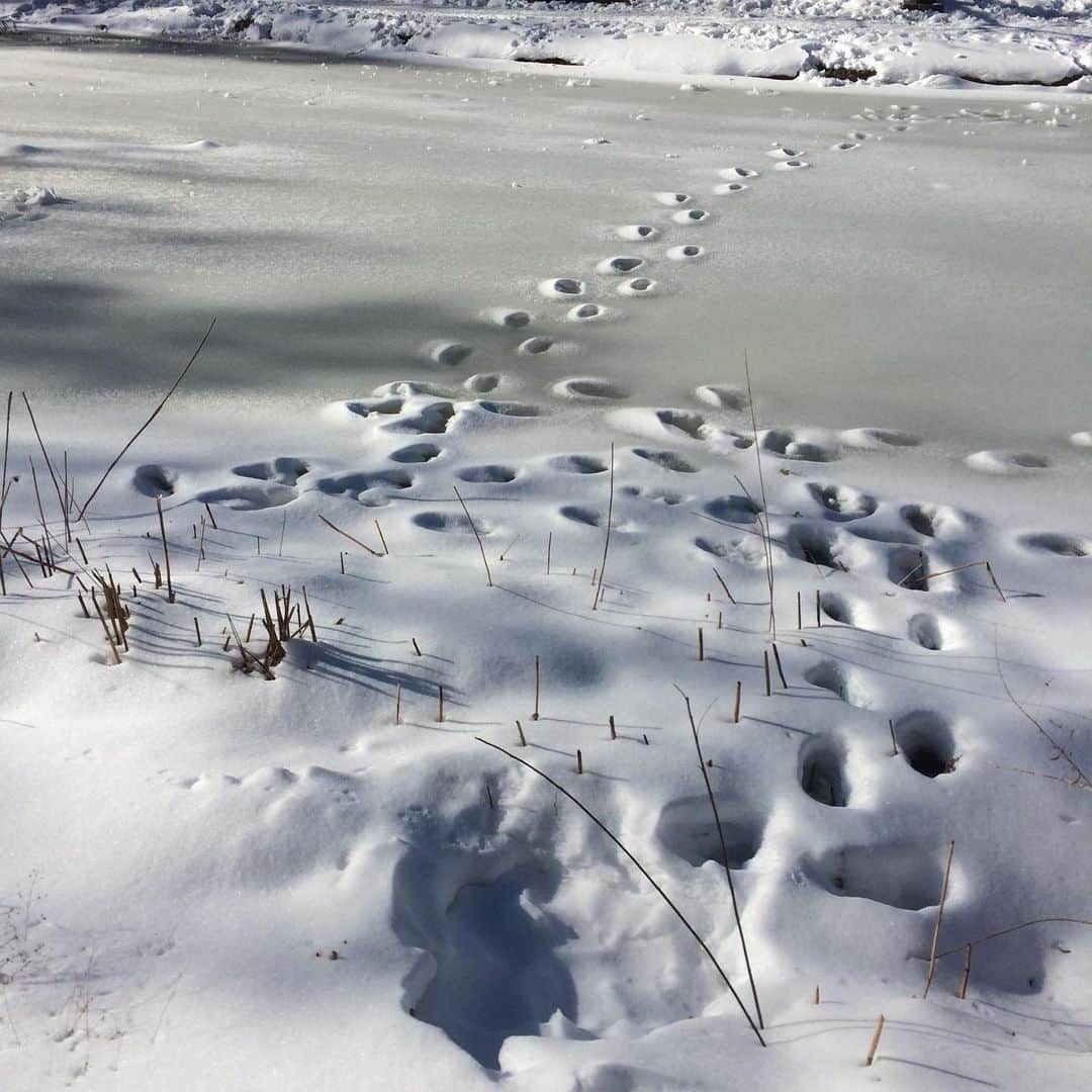 ラリー・ギリアード・Jrさんのインスタグラム写真 - (ラリー・ギリアード・JrInstagram)「NY was at it again! And the meer was frozen...so I walked across it! 😬 Probably first and last. Was pretty darn scary! #winterwonderland #nyc #frozen #2021」2月9日 4時17分 - thereallgjr