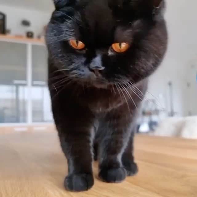 The Cats Of Instagramのインスタグラム：「#Repost • Those eyes 😻• @raven_halloween_cat Mondays...」