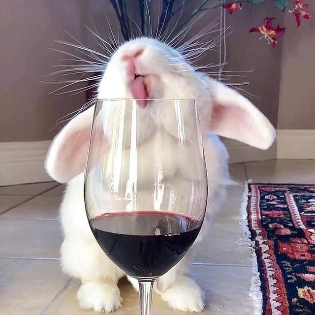 Mineral Airのインスタグラム：「Cheers to starting off the week on the best note - with a glass of wine 🍷⁠ ⁠ 📷: @blancobun」