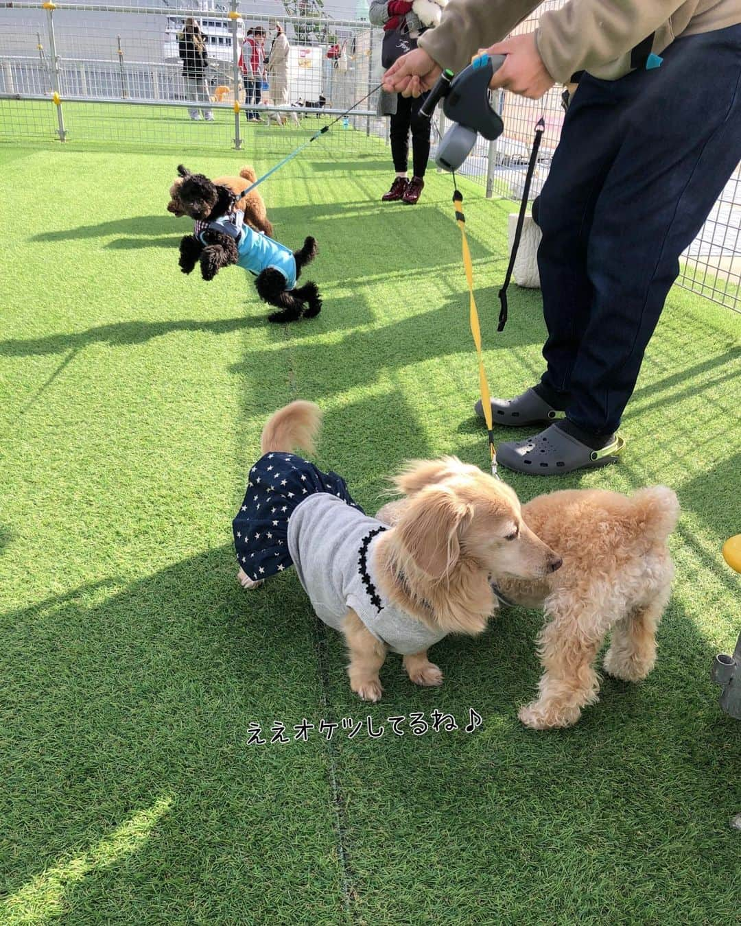 チズさんのインスタグラム写真 - (チズInstagram)「平日やし空いてるかなぁ〜と 思ったらわんちゃん🐶いっぱい😍 若者🐕💨にまぎれてマロジィ🐶 エンジョイ💕 遊んでくれた皆様ありがとぉー😉 #期間限定ドックラン #ハーバーワンダーランド #ハーバーランド #モザイク#umie #わんことおでかけ #動くマロン #movie 🎥 #おじさんはしゃぐ ❤︎  #Mダックス#ダックス#ミニチュアダックス #親父犬#シニア犬#ミニチュアダックスフンド #ミニチュアダックスクリーム#短足部 #短足犬#カニンヘンダックス #ダックス14歳#カニンヘンダックスフンド#犬は家族#犬のいる生活#シニアライフ#インスタでわんこみるのが日課 ♡♡」2月9日 15時51分 - sqi.chizu