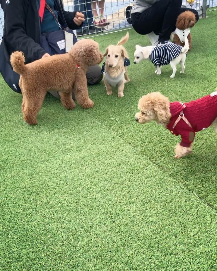 チズのインスタグラム：「平日やし空いてるかなぁ〜と 思ったらわんちゃん🐶いっぱい😍 若者🐕💨にまぎれてマロジィ🐶 エンジョイ💕 遊んでくれた皆様ありがとぉー😉 #期間限定ドックラン #ハーバーワンダーランド #ハーバーランド #モザイク#umie #わんことおでかけ #動くマロン #movie 🎥 #おじさんはしゃぐ ❤︎  #Mダックス#ダックス#ミニチュアダックス #親父犬#シニア犬#ミニチュアダックスフンド #ミニチュアダックスクリーム#短足部 #短足犬#カニンヘンダックス #ダックス14歳#カニンヘンダックスフンド#犬は家族#犬のいる生活#シニアライフ#インスタでわんこみるのが日課 ♡♡」