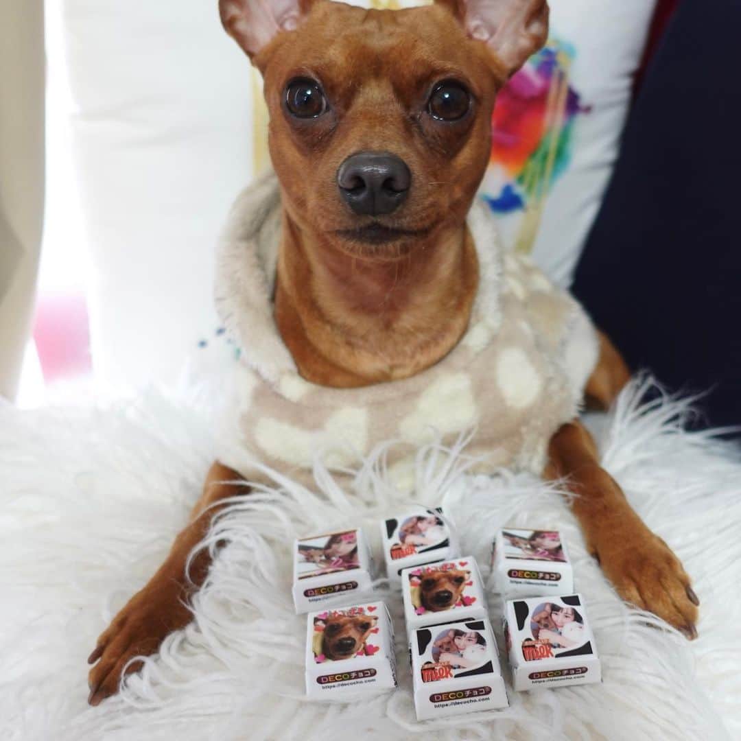 Arisa Nanaseさんのインスタグラム写真 - (Arisa NanaseInstagram)「可愛いすぎるチョコ🍫✨アイビーとのオリジナルチョコだよ❤️コンビニで売ってたら完売するレベル✨笑　 「ボクとママのチョコができた〜」って顔してる😍(たぶん、本当は「うまそうな匂いだな」) #チロルチョコ　#オリジナルチョコ　#手作りチョコ　#デコチョコ　#犬チョコ　#バレンタイン　#犬がいる生活 #可愛いチョコ」2月9日 15時56分 - arisa.nanase
