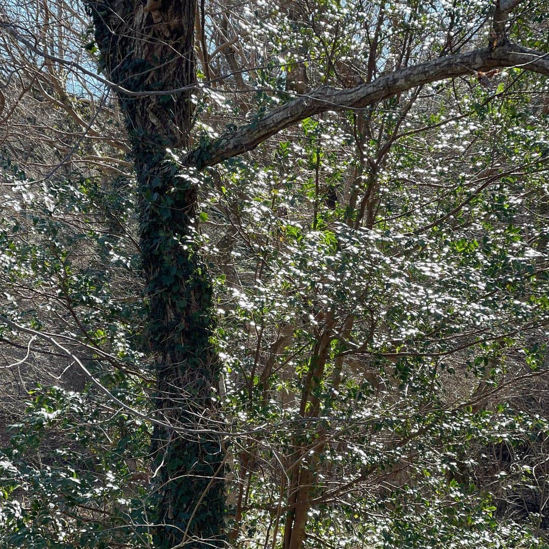 河本準一さんのインスタグラム写真 - (河本準一Instagram)「日が当たり多いなる木々に光差し、 煌びやかに彩る世界を堪能し、酸素を食して 帰路に立つ。 #ロケ #火曜サプライズ #森星 #石塚英彦  #DAIGO #河本準一」2月9日 15時57分 - junichi_komoto0407